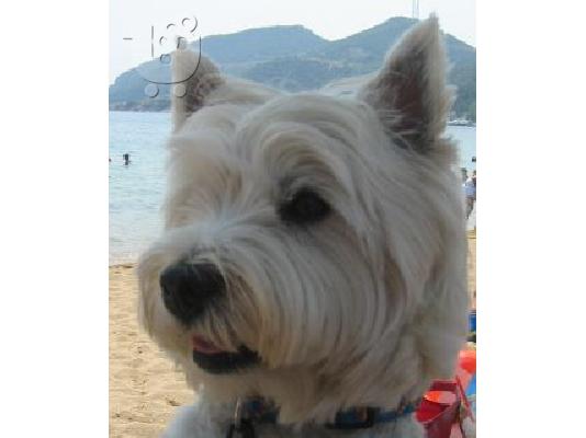 PoulaTo: WEST HIGHLAND WHITE TERRIER Aσπρος Τεριέ των Δ. Χάιλαντς